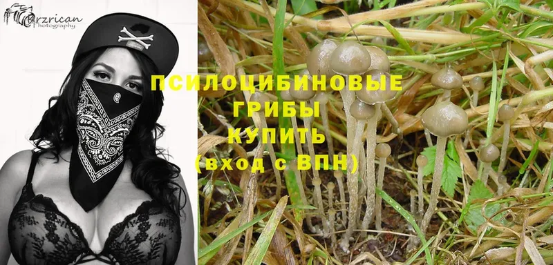 Псилоцибиновые грибы Psilocybine cubensis  купить закладку  Пермь 